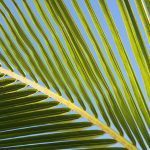 DOMENICA DELLE PALME: CELEBRAZIONI CON IL VESCOVO