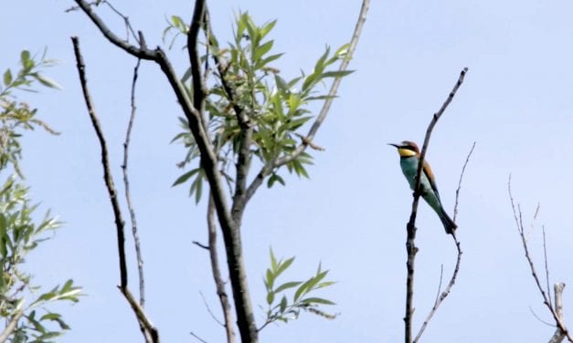 Settimana LAUDATO SI’: il docu-video del Progetto Policoro